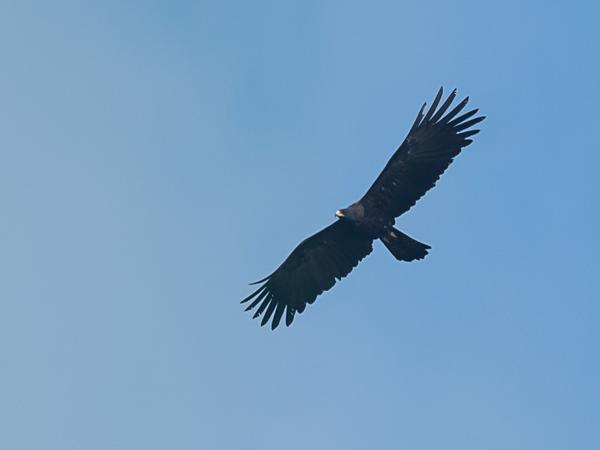 <h3><a href="/trips/srilanka/biota/animalia/chordata/aves/017 accipitriformes/004 accipitridae/ictinaetus malaiensis/ictinaetus malaiensis-nl.html">Ictinaetus&nbsp;malaiensis</a> / Black&nbsp;eagle / Indische&nbsp;zwarte&nbsp;arend</h3>NIKON D500 met AF-S Nikkor 300mm f/2.8G IF-ED VR II, 1/1600 sec  bij F7.1, ISO 160, afstand 44.6&nbsp;m